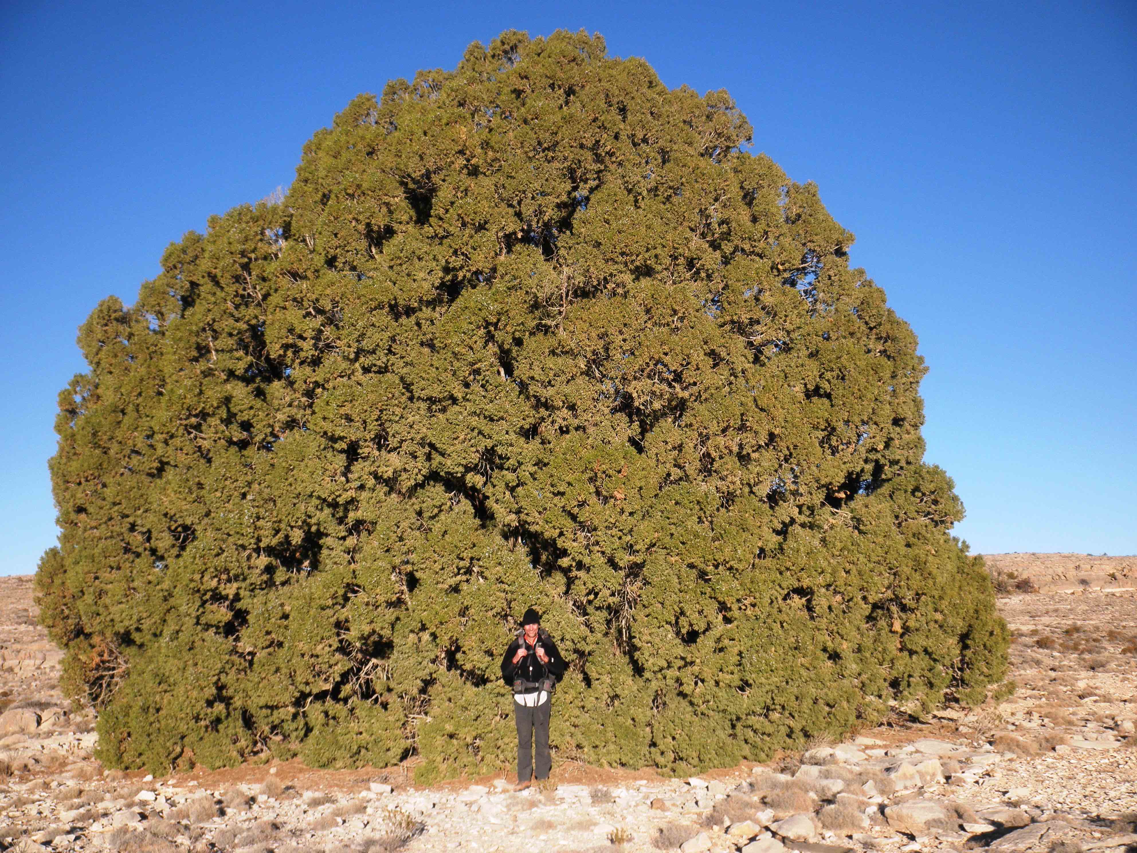 large tree on Jabal Kawr plateau